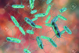 Salmonella enterica serovar typhimurium infection. Salmonella Bacteria S Typhi S Typhimurium And Other Salmonella Stock Photo Picture And Royalty Free Image Image 96632538