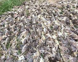 Many birds that are eaten by humans are fowl, including poultry such as chickens or turkeys, game birds such as pheasants or partridges, other wildfowl like guineafowl or peafowl, and waterfowl such as ducks or geese. Pheasant Farmer Accuses Animal Rights Activists Of Killing Her Chicks Express Digest