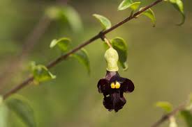 Image result for Tinnea