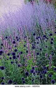 Check spelling or type a new query. Echinops Veitch S Blue Perovskia Blue Spire Pensthorpe Millennium Garden Norfolk Perovskia Blue Spire Plants Purple Garden