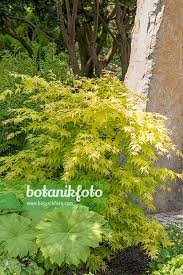 Image result for Acer palmatum `Orange Dream`