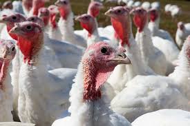 Türkiye), officially the republic of turkey, is a country straddling western asia and southeast europe.it shares borders with greece and bulgaria to the northwest; Imaging Study To Uncover Light S Effect On Turkey Hens Wattpoultry