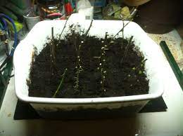 I'll grow these in pots and then graft different. How To Propagate Fruit Trees From Cuttings Bainbridge Island Fruit Club