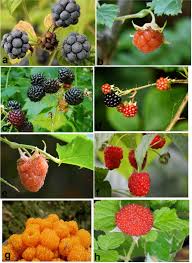 Image result for Rubus adolfi-friederici