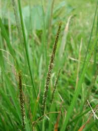 Image result for Sporobolus tenuissimus