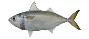 Image result for Scomber spp.