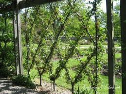 Spalier Bauen Praktische Tipps Und Idden Garten Garten Pflanzen Und Gartenprodukte