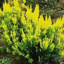 Image result for Erica arborea