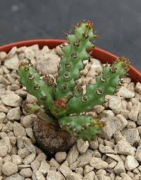 Image result for Brachycorythis friesii