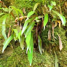 Image result for Loxogramme