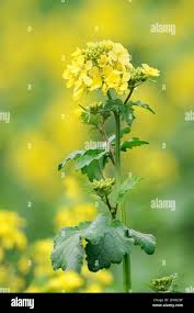 Image result for Sinapis arvensis