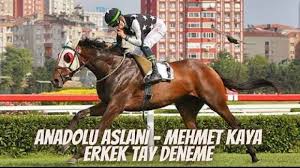 Sonucu merakla beklenen koşuya bu yıl 15 safkan kayıt yaptırdı. 2021 Gazi Kosusu Ne Zaman Saat Kacta Hangi Kanalda Ankara Spor Haberleri