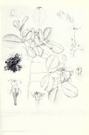 Image result for Nectaropetalum carvalhoi