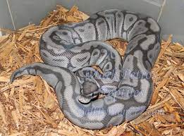 Blue Ghost Ball Python Ball Python Pet Snake Ball Python Morphs