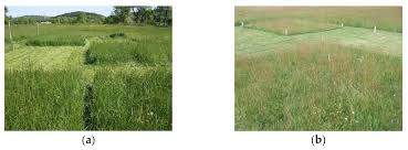 Image result for Sium repandum