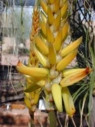 Image result for Aloe pienaarii