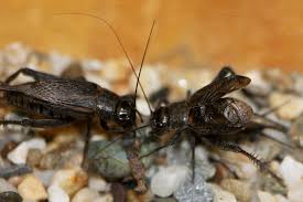 Search, discover and share your favorite cricket animal gifs. Crickets Act Differently When Others Are Watching