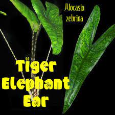 Alocasia is a genus of the family araceae with 88 accepted species (kew). Polynesian Produce Stand Tiger Elephant Ear Alocasia Zebrina Tigrina Narrow Leaf Zebra Striped Stems