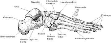 Image result for Pedistylis