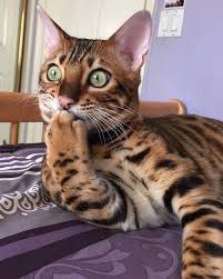 Advertise, sell, buy and rehome exotic cats and kittens with pets4homes. Very Sweet Cute Bengal Cat Kitten Cats Cute Cats