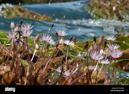 Image result for Podostemaceae