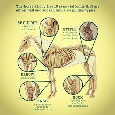 Without Healthy Joints Many Horses Are Sidelined For Pasture Retirement Or Euthanized Soundness Of The Legs And And Synovial Joint Horse Health Human Knee