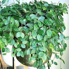 Image result for Duosperma quadrangulare