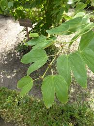 Image result for Behniaceae