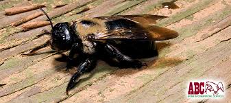 They are a constant aggravation and are called carpenter bees that eat through wood. Help I Have Carpenter Bees Warning Signs Solutions Abc Blog