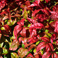 Dwarf nandina firepower are bright compact dwarf evergreen shrubs with lime green leaves and colorful fire red fall foliage.dwarf firepower is the perfect accent plant for oriental gardens or for shaded landscapes in need of bright color.plant this small evergreen shrub as a single specimen in small yards and courtyards, where its color provides a focal point or. Fire Power Nandina Nandina Domestica Fire Power In Columbus Dublin Delaware Grove City Gahanna Bexley Ohio Oh At Oakland Nurseries Inc