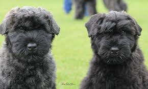 Download deze gratis afbeelding over bouvier hond huisdier van de bibliotheek met afbeeldingen en video's van het openbare domein van pixabay. Jonge Hondendag 16 September 2018 Bouvier Club