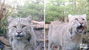 However, due to agriculture expansion and hunting for their fur. Amazing Images Of Large Bobcat Captured In Walpole Newscentermaine Com