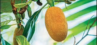 Image result for Artocarpus heterophyllus