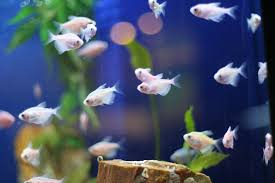 Aquarium Maintenance Tips And Fish Care Guidelines