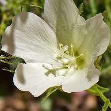 Image result for Pavonia clathrata