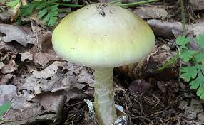 De plus, il ne faut jamais ramasser les champignons dans les endroits potentiellement souillés ou pollués (bords des routes, composts, champs amendés, etc.), car ces organismes, composés à plus de 80 % d'eau. L Amanite Phalloide Le Champignon Le Plus Mortel