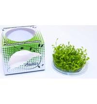 2 plants pink flamingo cryptocoryne crypt live aquarium panther fish rare plant. Anubias Cryptocoryne Petchii Pink Cup Olibetta