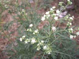 Image result for Parthenium