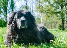 For decades, the united states and the soviet union engaged in a fierce competition for superiority in space. Can You Answer These Real Jeopardy Questions About Dogs Stacker