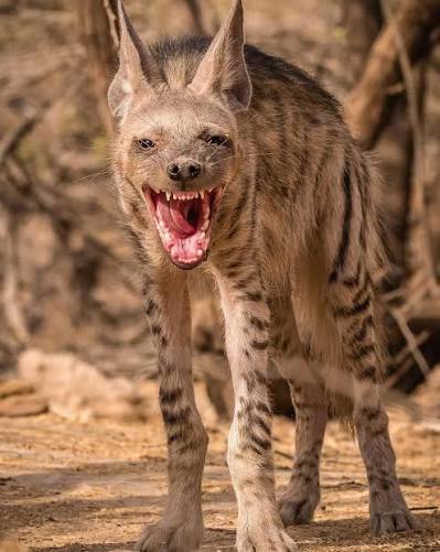 Indian Striped Hyena In India, Striped Hyenas are mostly found in Rajasthan, Uttar Pradesh and Gujarat. It is primarily a nocturnal animal, which typically only leaves its den at the onset of