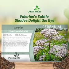 Image result for Valeriana capensis