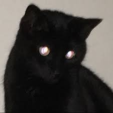sohry zlye koshki koshachi memy milye kotiki