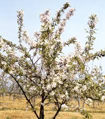La Fructification Des Arbres Fruitiers Jardins De France