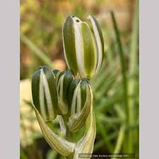 Image result for Albuca setosa