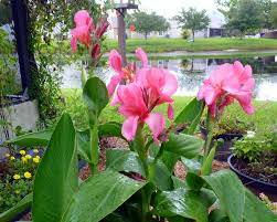 Canna leafrollers are the larvae or caterpillar stage of the brazilian skipper (calpodes ethlius) or canna butterfly. Colorful Cannas For Any Garden Birds And Blooms
