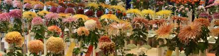 Maybe you would like to learn more about one of these? Faqs National Chrysanthemum Society Usa