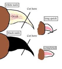 They require about 30 to 60. 26 Labradoodle Grooming Ideas Labradoodle Grooming Grooming Labradoodle