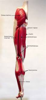 He leg's main function in the human is for locomotion and support of the rest of the body. Muscle Anatomy Physiology Health Fitness Training Muscle Bone Leg Muscle Anatomy Medical Anatomy Human Body Anatomy