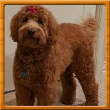 Enter your email address to receive alerts when we have new listings available for australian labradoodle puppies for sale uk. Australian Labradoodle Puppies For Sale Breeders Mudcreek Tyler Texas