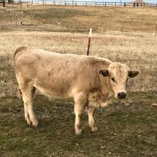 Profile for Dancer Farms